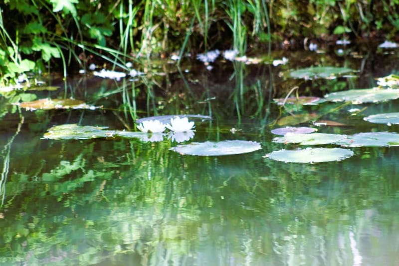 Paris: Giverny Gardens Day Trip with Professional Tour Guide - Final Thoughts on the Giverny Gardens Day Trip