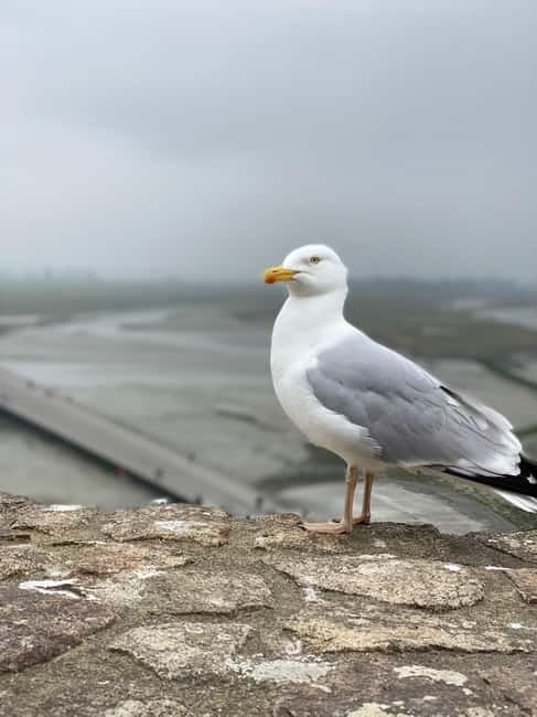 Paris: Mont Saint-Michel Day Trip with Private Driver - Final Thoughts on the Mont Saint-Michel Private Day Trip