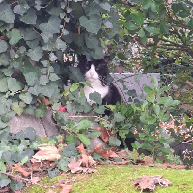 Paris: Myths and Legends of the Père Lachaise Cemetery in Spanish - The Guide’s Approach and Storytelling Style
