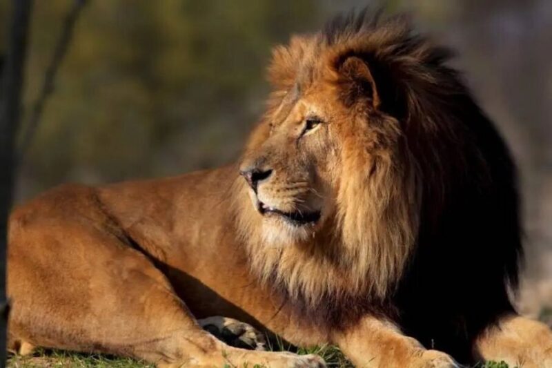 Paris: Paris Zoological Park Entrance Ticket - The Location and How to Find the Entrance