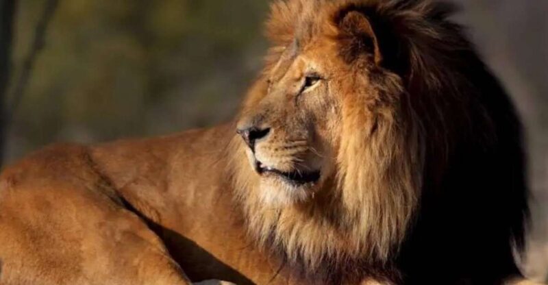 Paris: Paris Zoological Park Entrance Ticket - Exploring the African Biozone