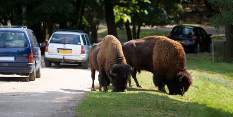 Paris: Thoiry Castle and Safari Park Private Tour - Key Points