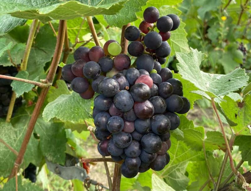 Paris Wine Day Tours all inclusive Champagne tour from Paris - Key Points