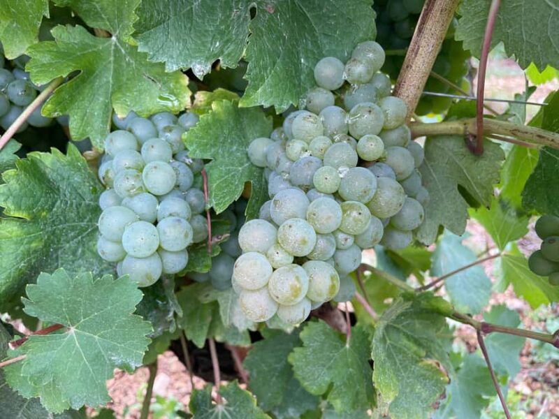 Paris Wine Day Tours - Sancerre wine tour from Paris - Second Round of Wine Tastings in Sancerre