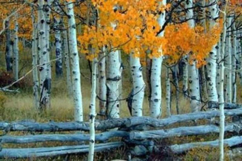 Park City: Guided Hiking Tour on Public Land Trails - Key Points