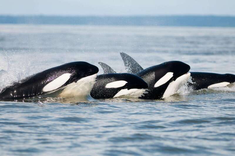 Parksville: Half-Day Whale and Wildlife Adventure - Discover the Unique Appeal of the Parksville Half-Day Whale and Wildlife Adventure