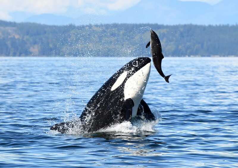 Parksville: Half-Day Whale and Wildlife Adventure - Logistics and Accessibility Considerations