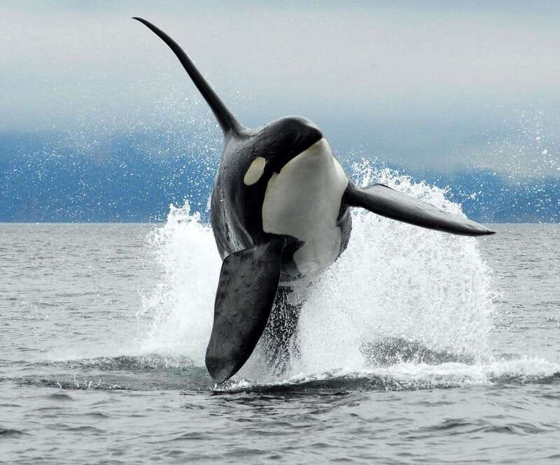 Parksville: Half-Day Whale and Wildlife Adventure - Why This Tour Stands Out from Other Vancouver Island Adventures