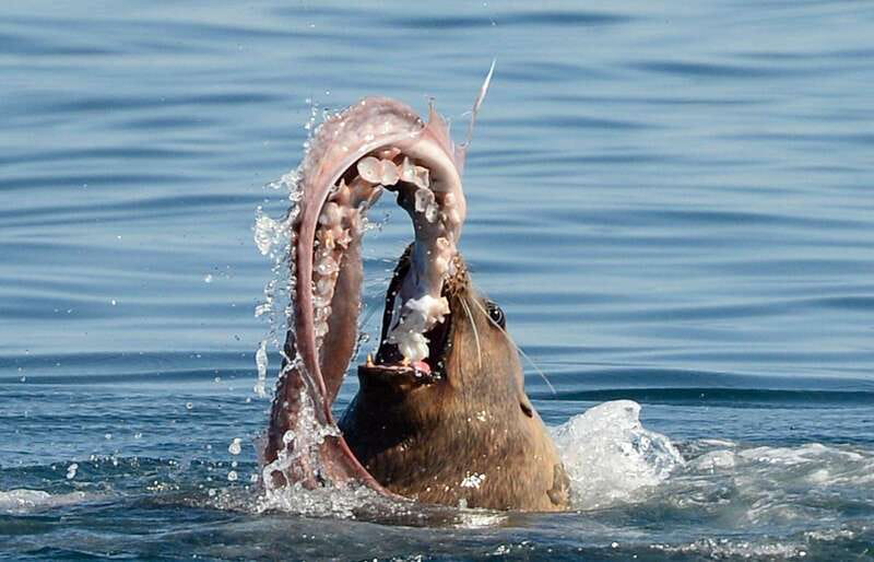 Parksville: Half-Day Whale and Wildlife Adventure - The High Satisfaction Level and Consistent Praise