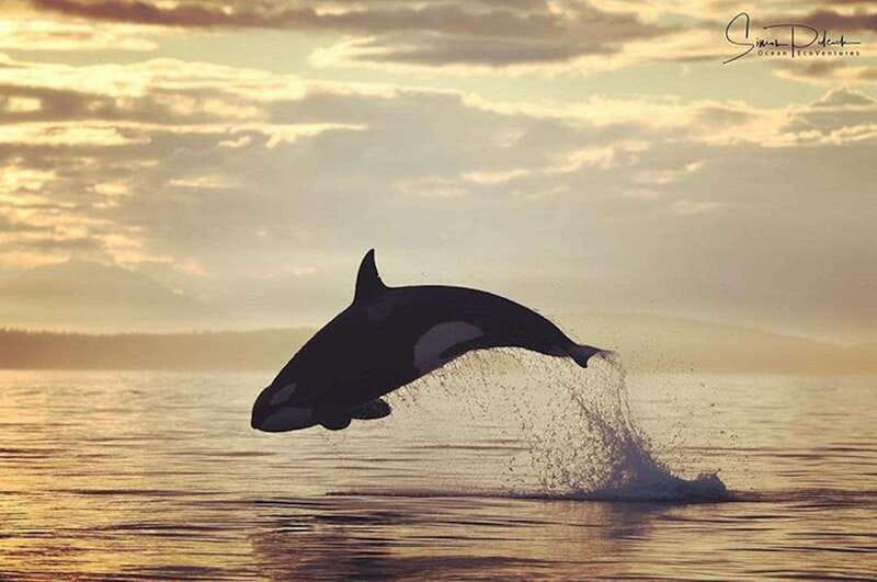 Parksville: Sunset Whale and Wildlife Adventure - An Affordable, Intimate Wildlife Watching Experience in British Columbia