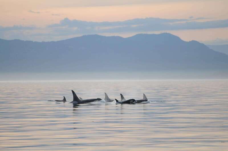 Parksville: Sunset Whale and Wildlife Adventure - Set Out from Parksville to the Secluded Salish Sea Waters