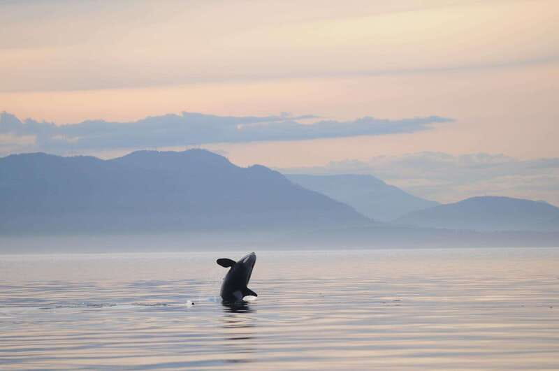 Parksville: Sunset Whale and Wildlife Adventure - Expert Guides with Passion for Marine Conservation