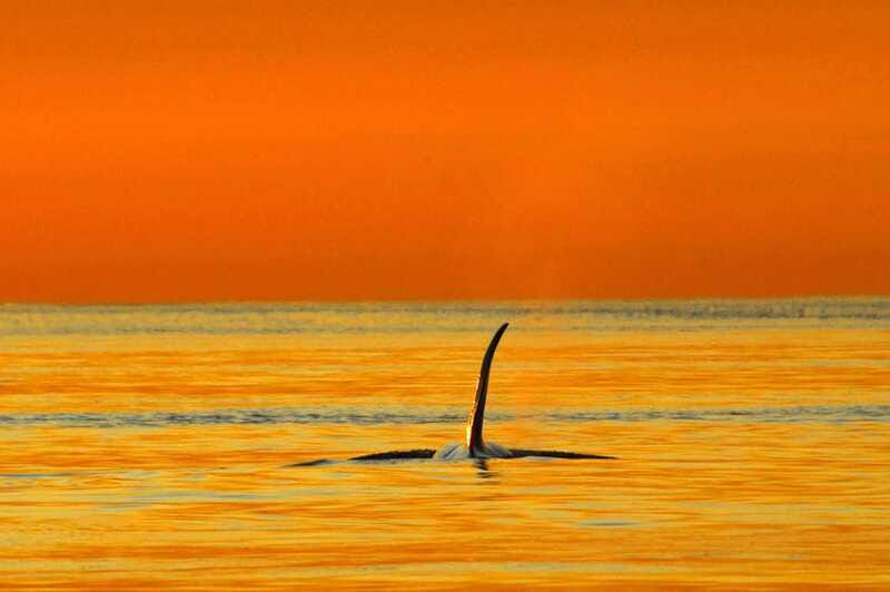 Parksville: Sunset Whale and Wildlife Adventure - The Experience Provider: Ocean Ecoventures