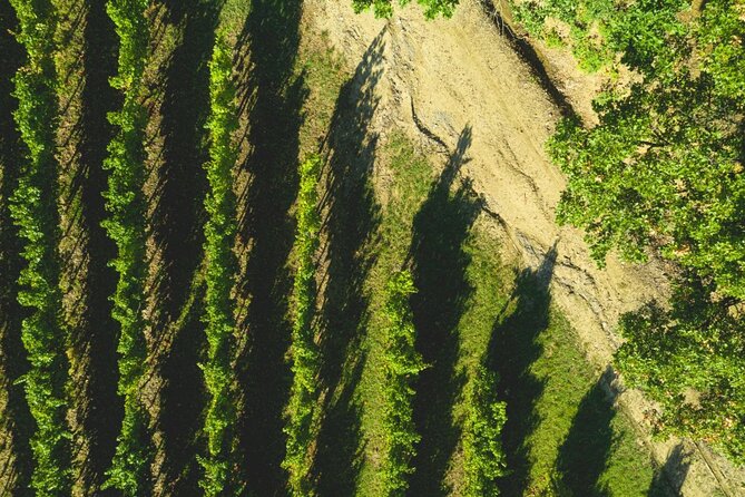 Parma Hills and Wine Tasting with Food Platter - Discovering the Vineyard and Production Rooms