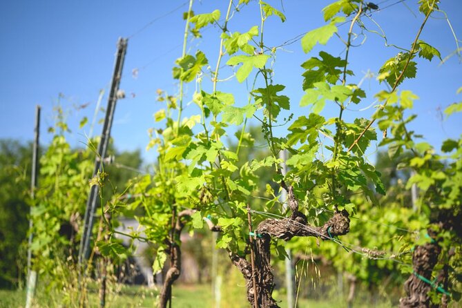 Parma Hills and Wine Tasting with Food Platter - Meeting Point and Tour Logistics