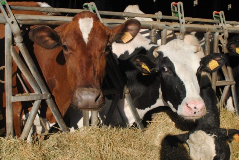 Parma: Traditional Cheese Factory Visit with Tasting - The Salting, Aging, and Branding Rituals