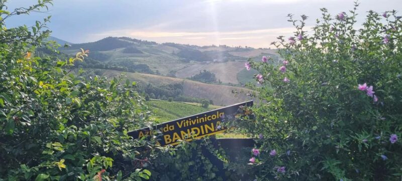 Parma: Visit the Vineyard and Taste 5 Local Wines - Explore Parma’s Hills and Traditional Emilian Wines in a Guided Tour