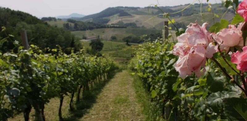 Parma: Visit the Vineyard and Taste 5 Local Wines - Visiting the Family-Run Winery and Production Methods