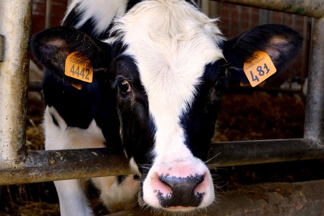 Parmigiano Reggiano & Balsamic Vinegar Private Tour and Tasting - Exploring the Secrets of Traditional Balsamic Vinegar