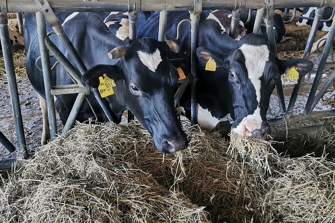 Parmigiano Wine and Balsamic Vinegar Experience from Bologna - The Expertise of the Guide and Atmosphere