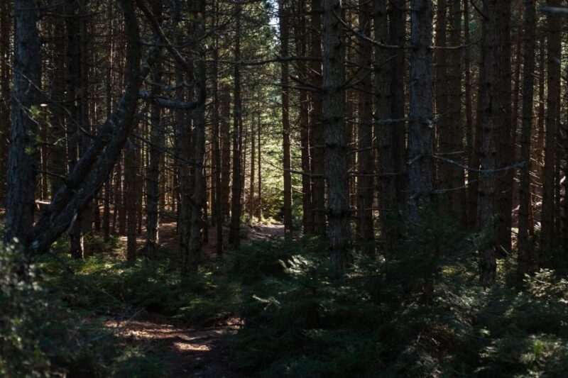 Parnitha (Parnis) / Skipiza & Mola loop - Hike near Athens - Discover the Parnitha (Parnis) / Skipiza & Mola Loop Near Athens for an Accessible Nature Escape