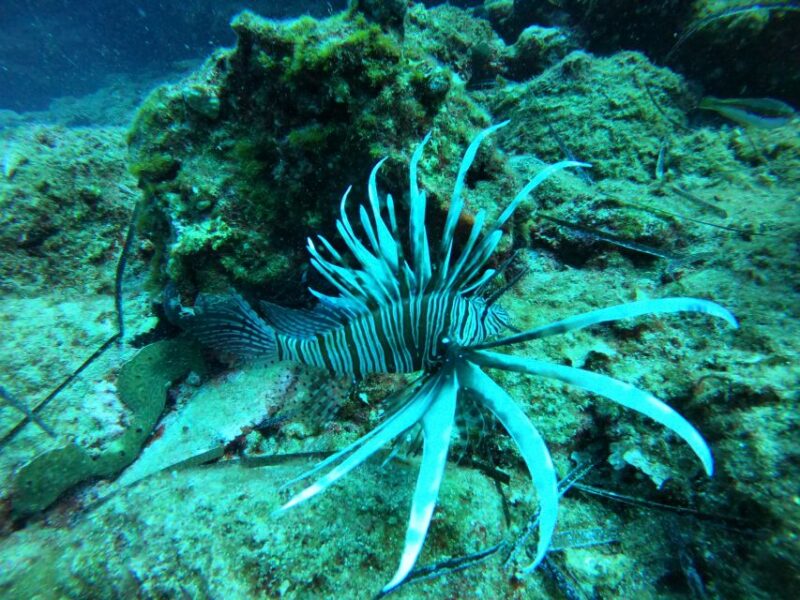 Paros: Catamaran Cruise with Swimming, Meal and Drinks - Water Activities and Free Equipment