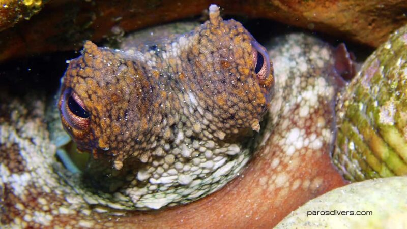 Paros: Scuba Diving Experience - Key Points