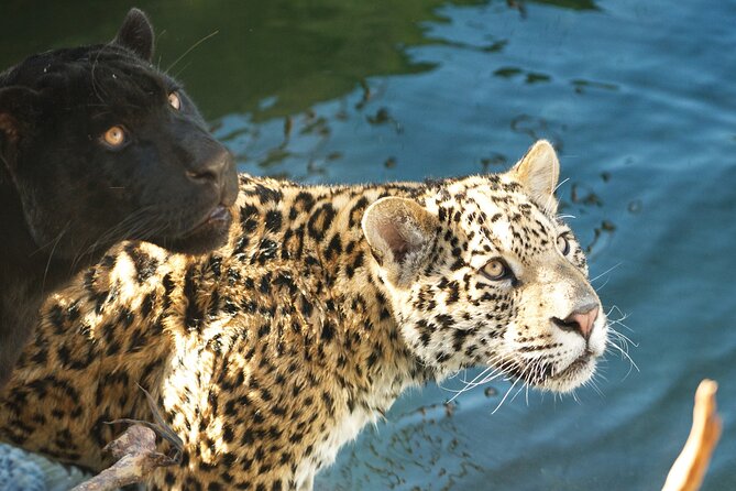 Parrot World Immersive Wildlife Park Entry Ticket next to Paris - Key Points