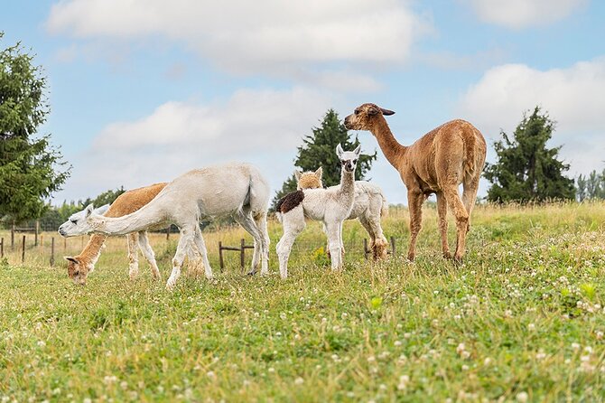 Parrot World Immersive Wildlife Park Entry Ticket next to Paris - Facilities and Family-Friendly Amenities