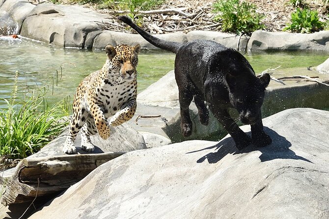 Parrot World Immersive Wildlife Park Entry Ticket next to Paris - Practical Tips and Visitor Considerations