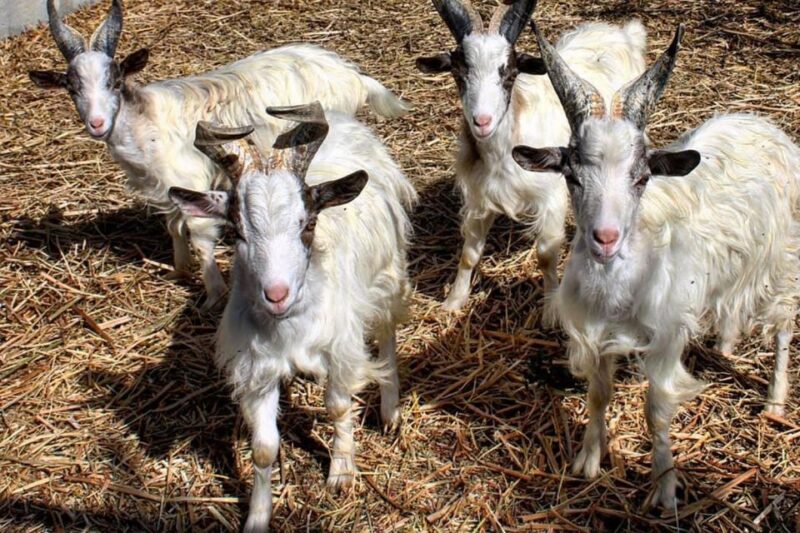 Partinico: Farm's Animals and Aromatic Garden Experience - Tasting Sicilian Specialties and Local Products