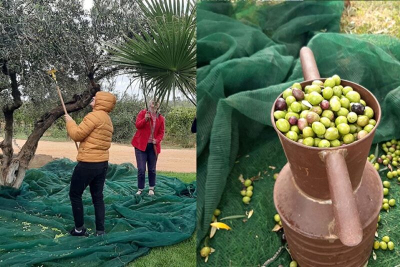 Partinico: Olive Harvest with Wine Tasting and Brunch - The Guides: Passionate and Knowledgeable