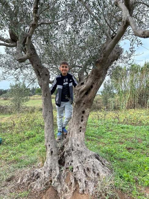 Partinico: Tasting extra virgin olive oil and vegetables on the farm - Discover the Farm at Azienda Agricola Maltese De Lisi