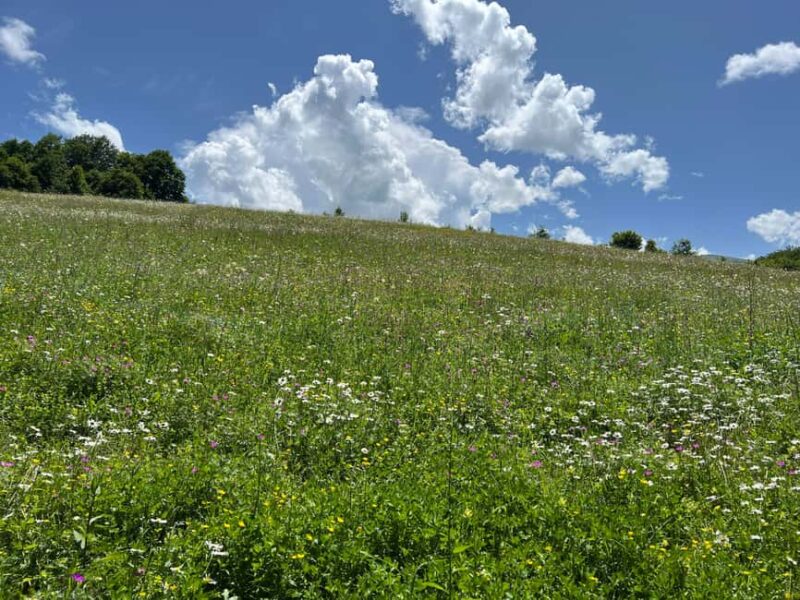Parz Lake to Goshavank: Forest Hike|Wild Mountain Tea Ritual - Starting Point at Parz Lake for a Peaceful Mountain Setting