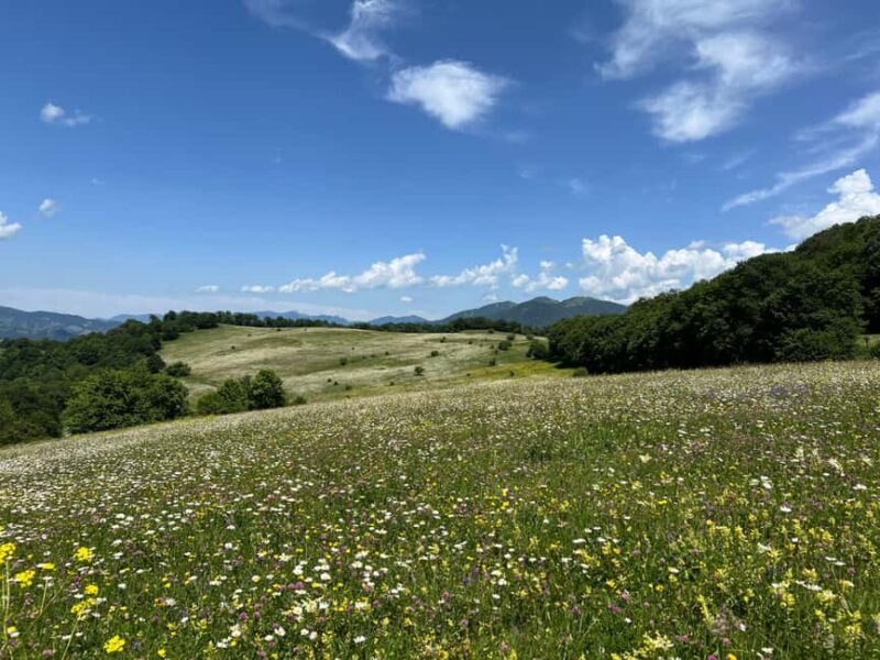 Parz Lake to Goshavank: Forest Hike|Wild Mountain Tea Ritual - Relaxation and Local Flavor in Gosh Village