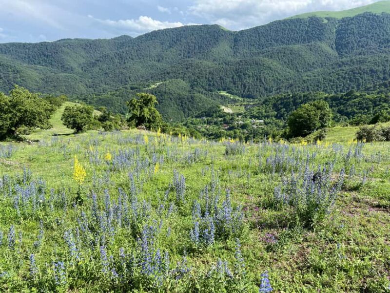 Parz Lake to Goshavank: Forest Hike|Wild Mountain Tea Ritual - Logistics and Booking Flexibility with Walk & Talk Tours