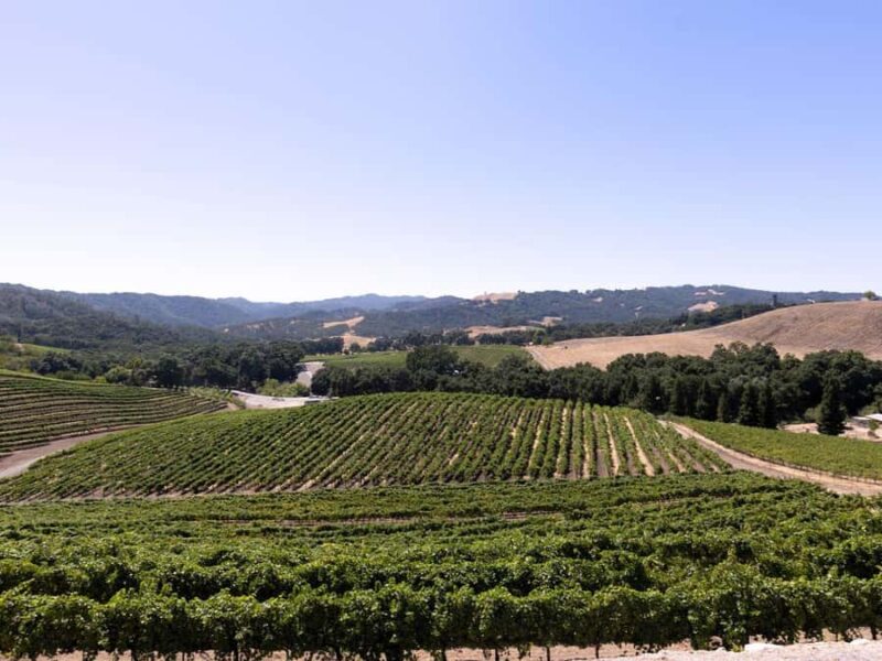 Paso Robles: 3 Wineries Tour with Picnic Lunch and Tasting - Lunch Options Tailored for Every Taste