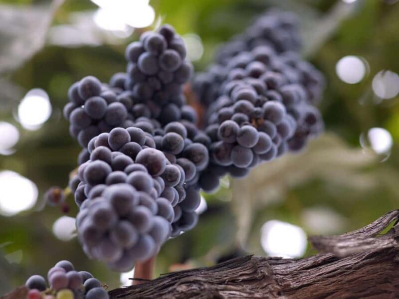 Paso Robles: 3-Winery Tour with Picnic Lunch - Pacing and Duration: A Well-Bocused 5-Hour Experience