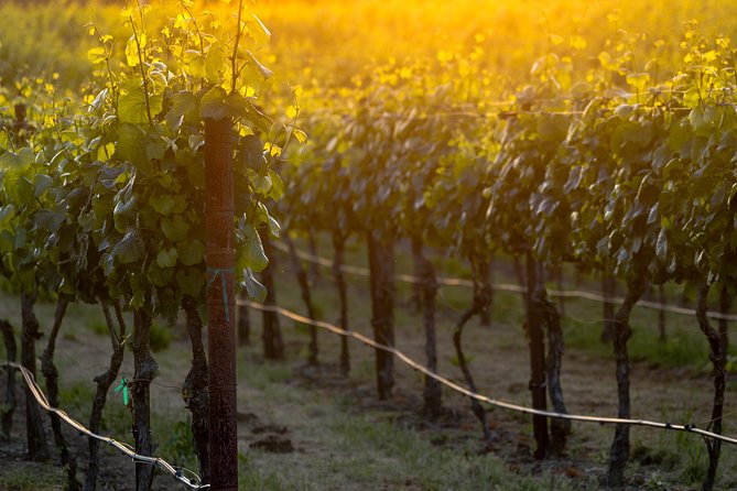 Paso Robles Wine Adventure with pickup from Paso Robles, CA - Who Will Most Enjoy This Tour