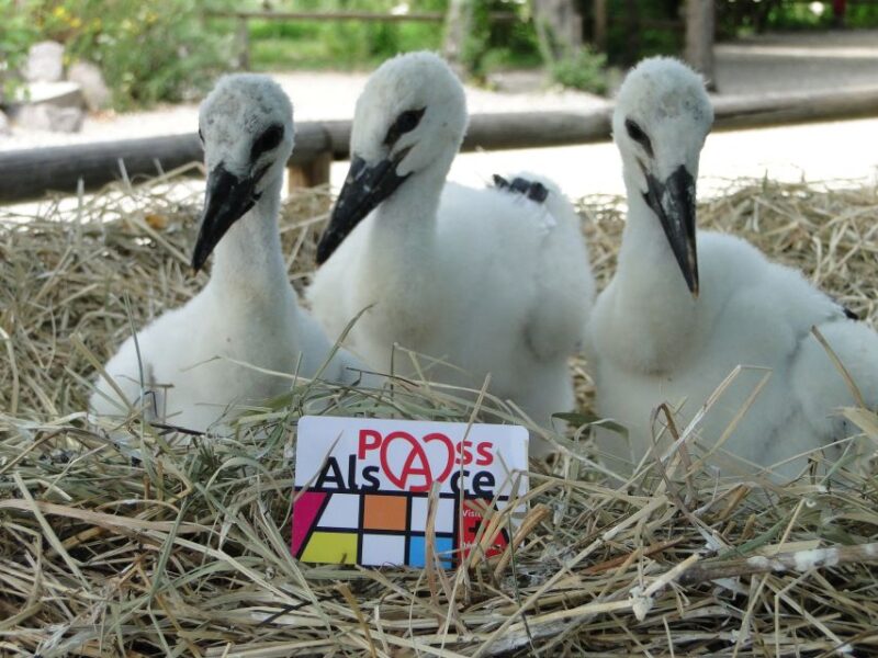 Pass Alsace : The Best of Alsace in your Pocket - Is Pass Alsace the Right Choice?