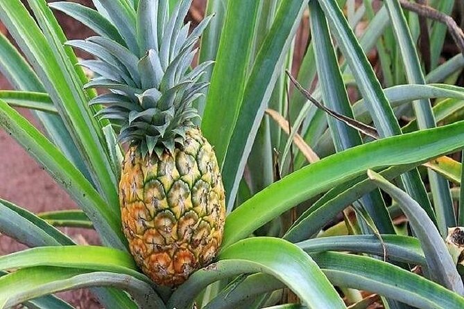 Pearl Harbor, Dole Plantation, and Polynesian Center from Kona - Practical Details and Tour Logistics