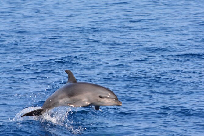 Pelagic Wildlife Excursion - Small Zodiac Boats Deliver an Up-Close Wildlife Safari