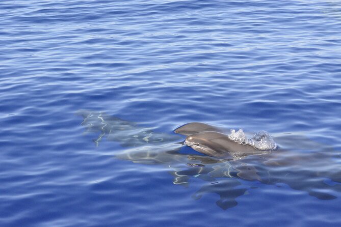 Pelagic Wildlife Excursion - Practical Details: Meet Up, Duration, and What’s Included