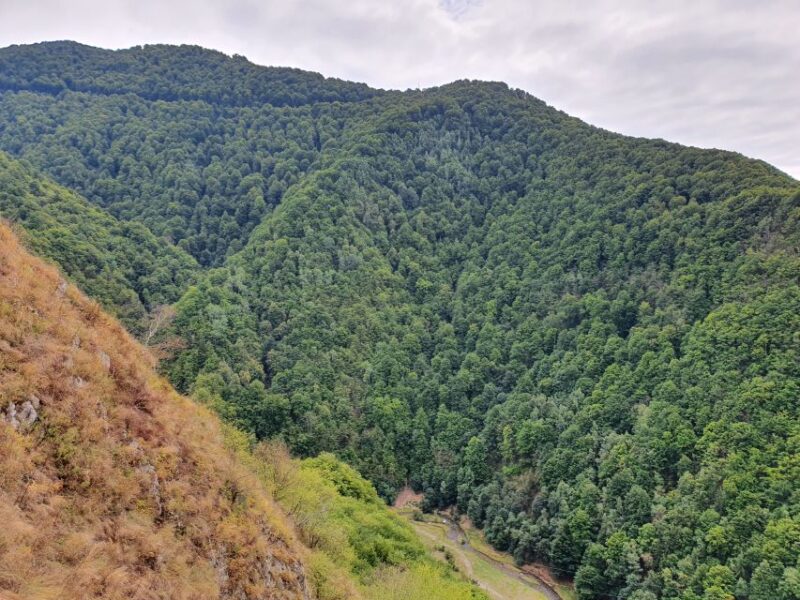 Pele Castle, Bran Castles and Brasov City - Private Tour - Who Will Appreciate This Tour Most