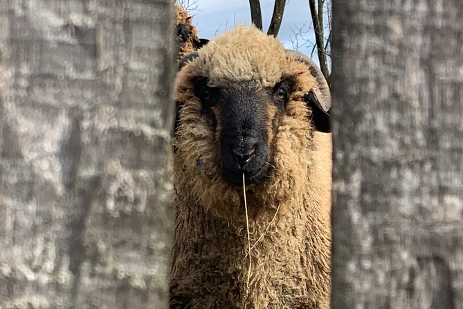 Peles castle and authentic Romanian village experience - day trip - Unique Activities: Horse-Drawn Cart Ride and Traditional Lunch