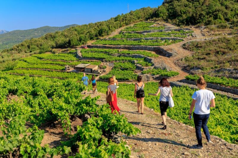 Peljeac Full-Day Wine and Food Tour from Dubrovnik - Practical Details and Logistics