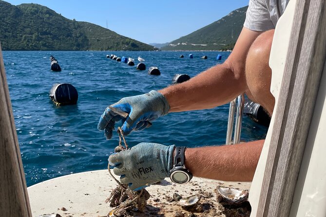 Peljeac - Wine, Oysters and Food Experience from Dubrovnik - Oysters and Buzara: A Coastal Seafood Experience in Hodilje