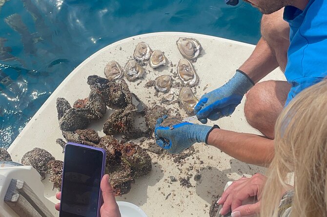 Peljeac - Wine, Oysters and Food Experience from Dubrovnik - The Unique Appeal of This Tour Experience