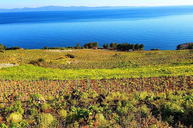 Peljesac and Ston Private Wine Tour with Tastings from Dubrovnik - Transportation and Guide Service Quality