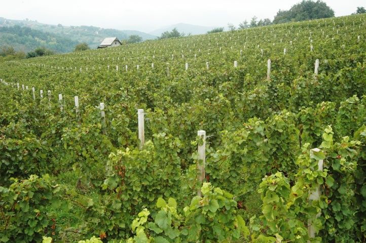 Peljesac Peninsula & Korcula Island Day-Trip from Dubrovnik - Final Thoughts on the Peljesac & Korcula Day-Trip